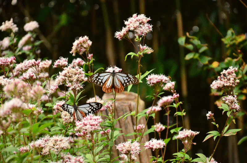 アサギマダラ修正.gifのサムネイル画像